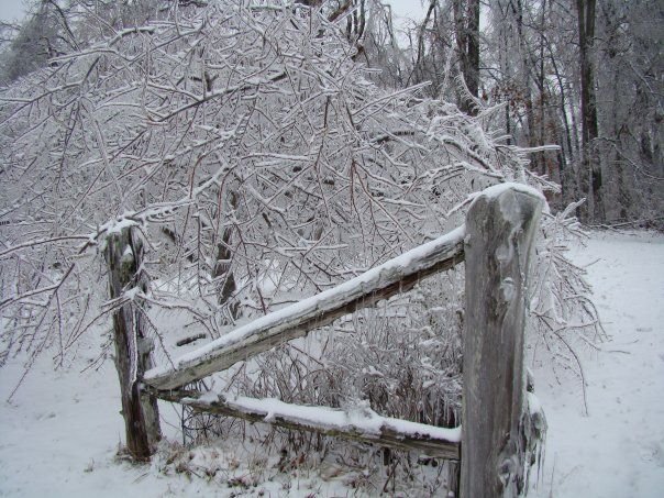 Debbie Barrett's album, MyBackYard