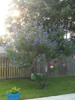 Nedra Bohannon's album, Cover Photos