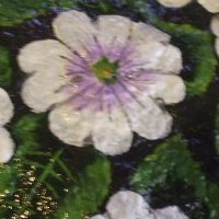 Donna Beddow's album, Profile Pictures