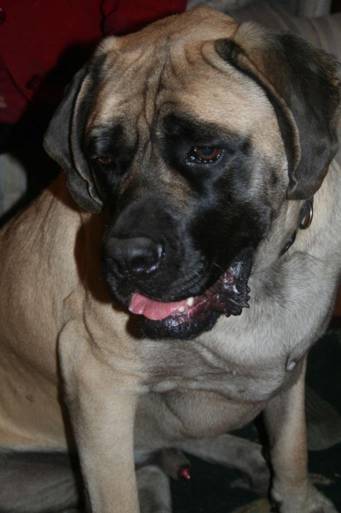 April Stidham's album, Draco-The other part of the family!