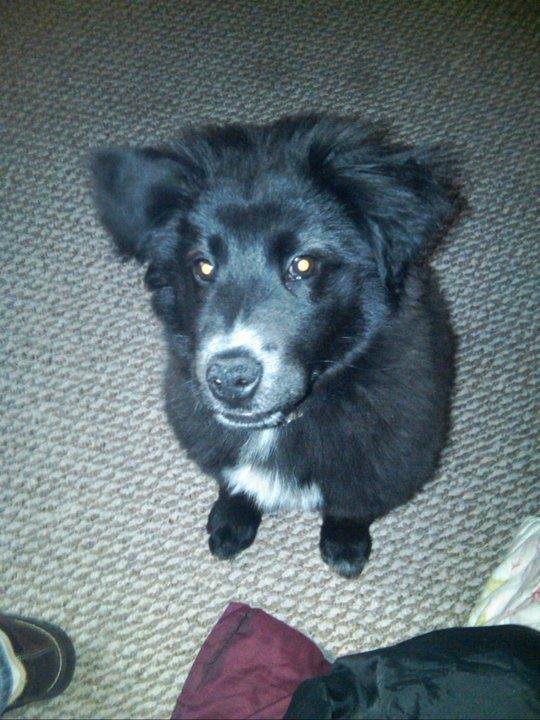 Dennis Davis' album, April 18, 2011 New Puppy