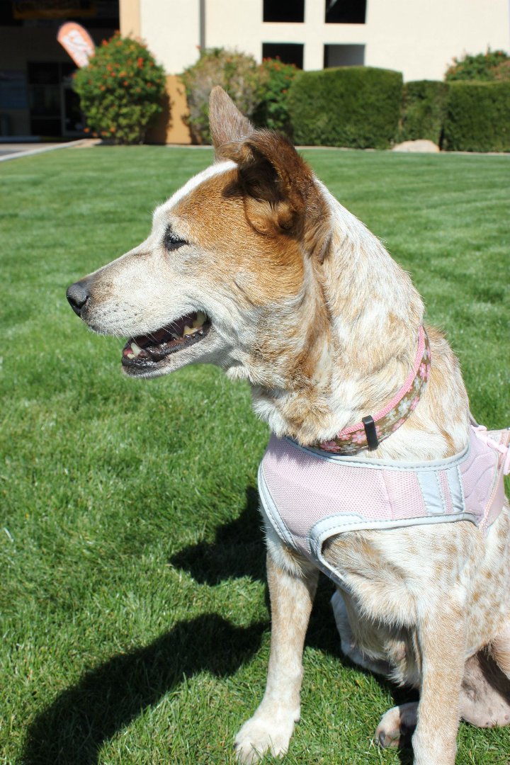 Todd Born's album, Abby