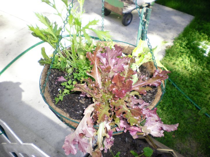 Susan Long's album, My First Vegetable Garden