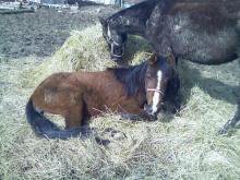 Maletta Baughman's album, our horse babies
