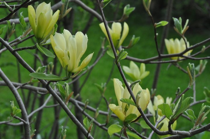John Mahtab's album, Garden June, 2011