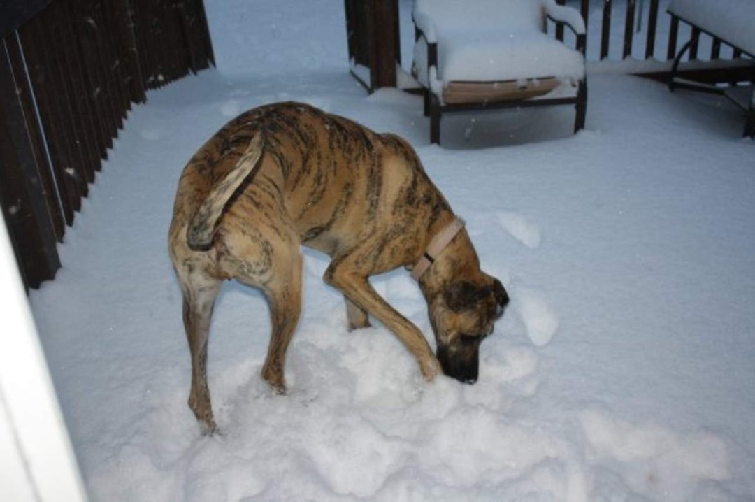 Brandy Krediet's album, The Snow of 2009