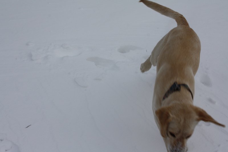 Paul Studiner's album, Snow Storm Feb 1st 2011