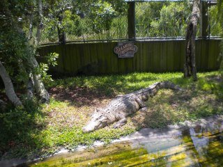 Crystal Hester's album, Alligator Adventure with Danny 2010