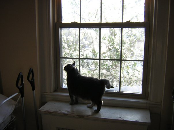Michael Segle's album, Blizzard Cats