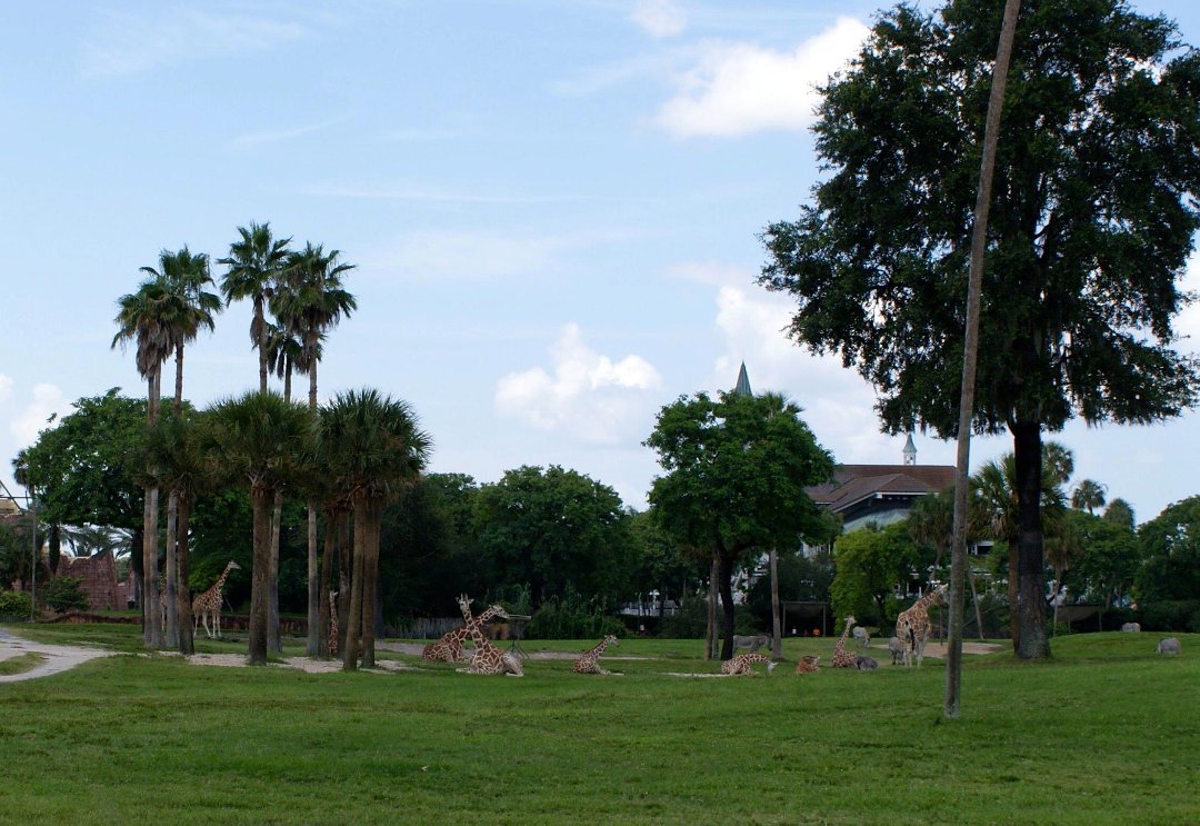 Jon Cluff's album, Busch Gardens Safari
