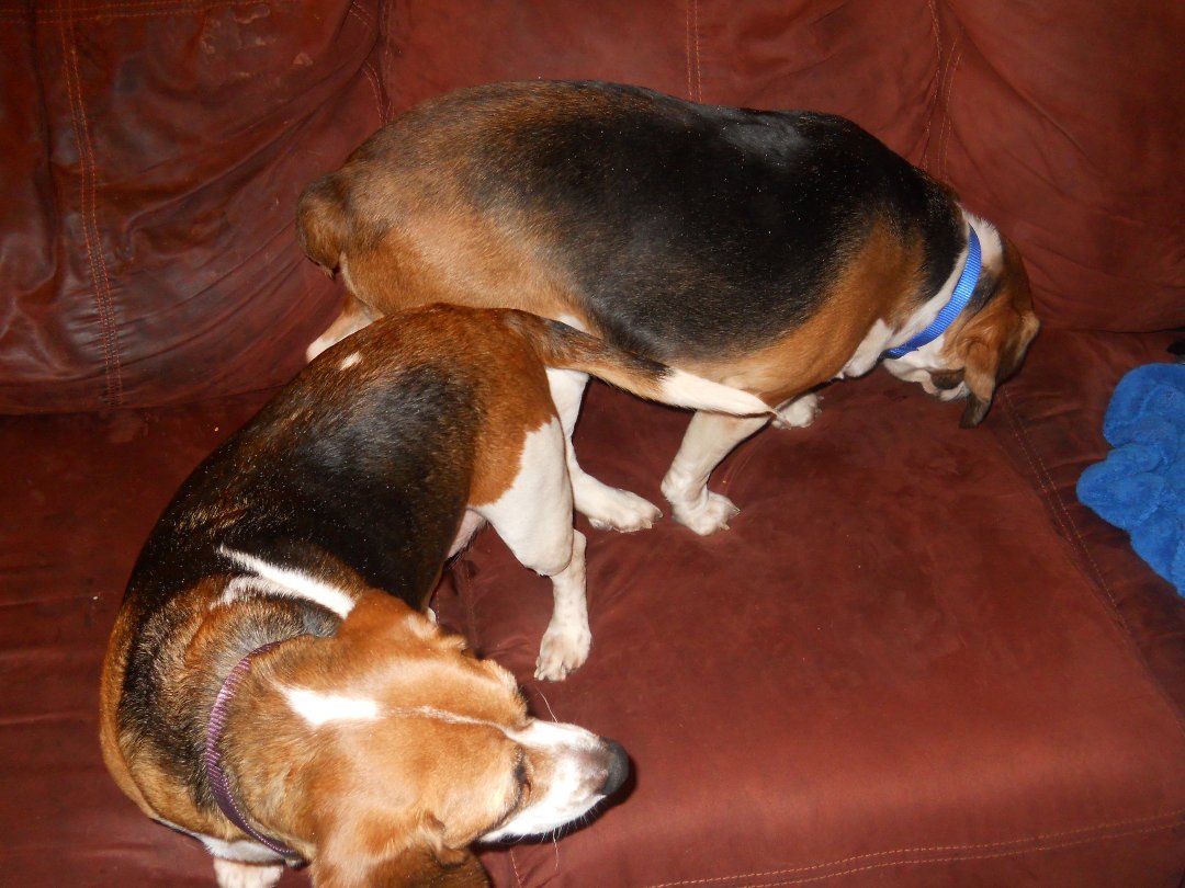 Scott MacKay's album, New Pets