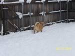 Julie Hicks' album, Texas Snow Feb 2010