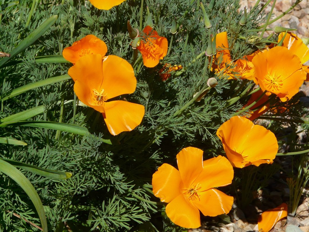 Lynn Mills' album, Garden Pics