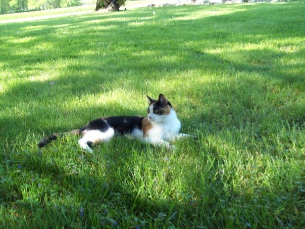Debra Walsh's album, I Love My Kitty!