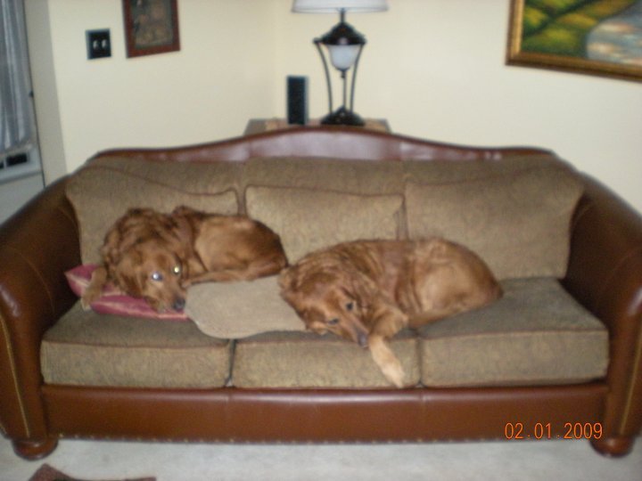 Kristy Schumacher's album, my furry friends