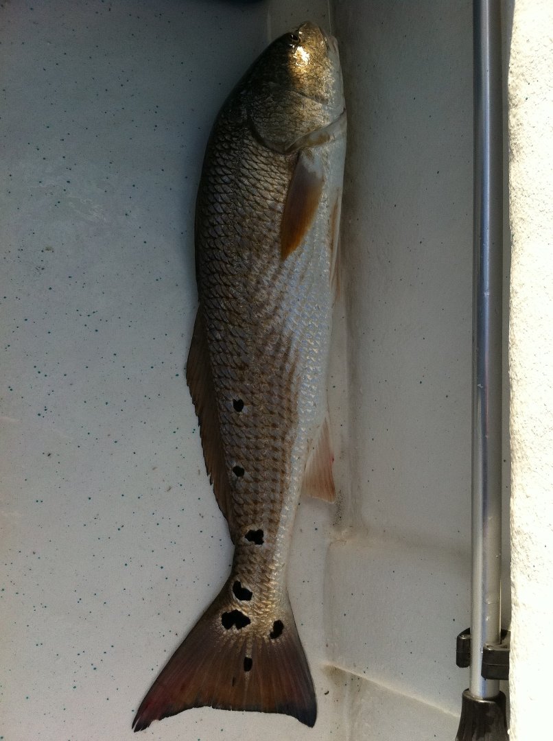 Ray Brackin's album, Fishing 2011