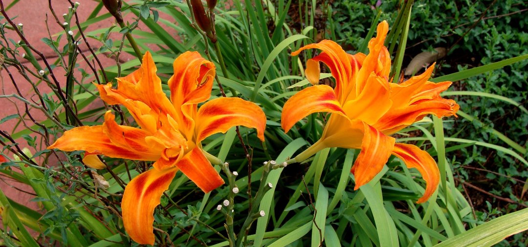 Pam Huss' album, Cover Photos