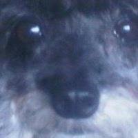 Hedy Sayet's album, Profile Pictures