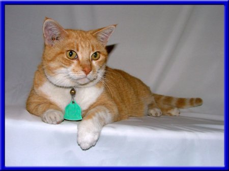 Marilyn Walker's album, My Pets
