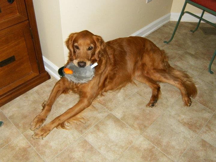 Tim Gustafson's album, Dogs