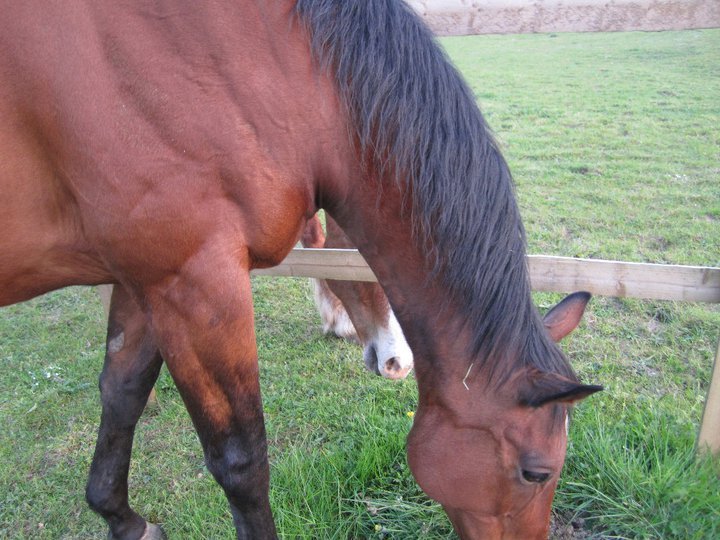 Catherine Phillips' album, Horses