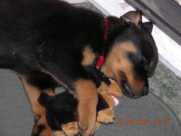 Nancy Calla's album, Bella , (new family addition)