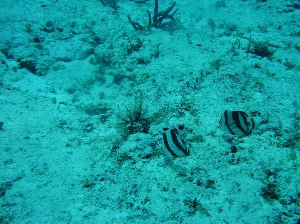 Michael Cochran's album, Underwater Cozumel