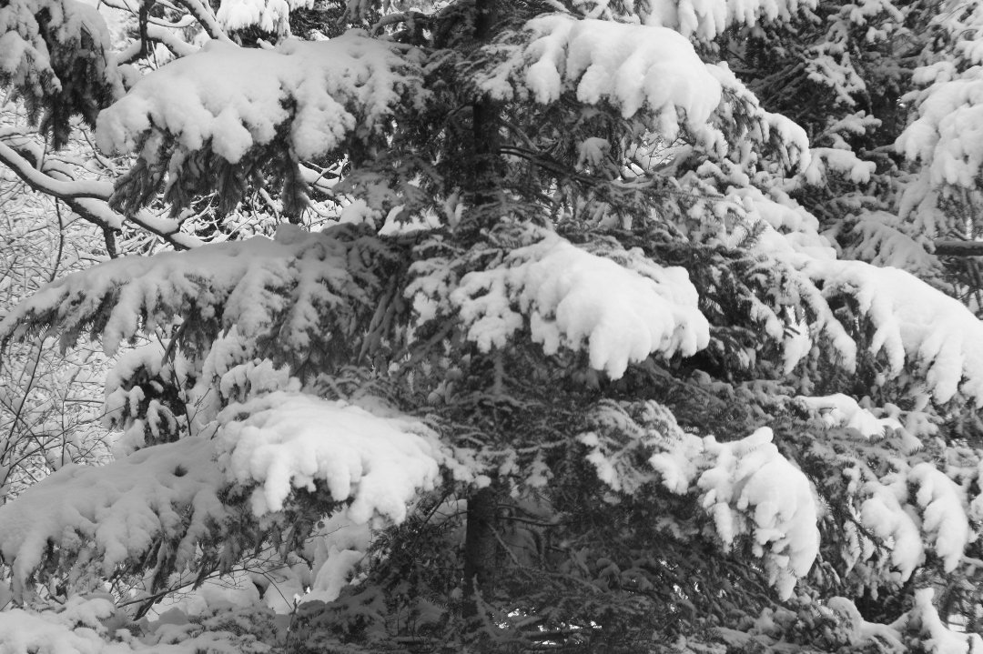 Irene Simons' album, spring in victoria
