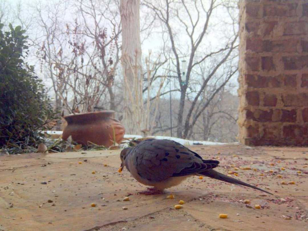 Tippy Ferris' album, 2011 Winter Blast BirdCam Shots