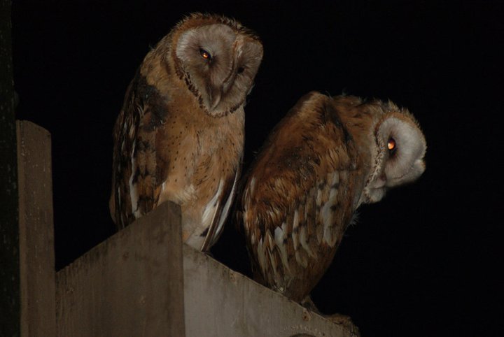 Nikki Elliott-White's album, 2011 Yori Ranches Owlets