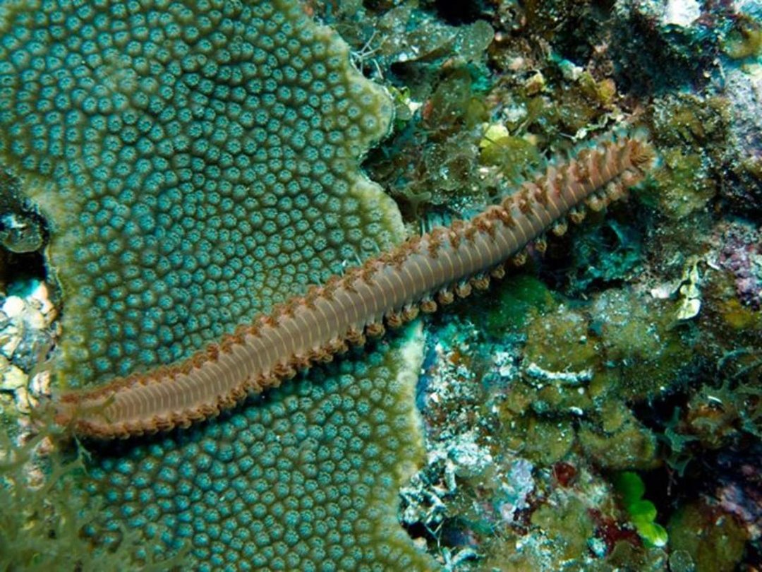 John Kotovsky's album, More Little Cayman 10-12