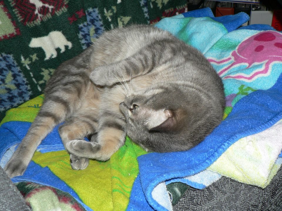 Peter Hibbard's album, Our Cats