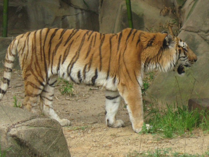 Nancy Reyes' album, Spring Break- Riverbanks Zoo