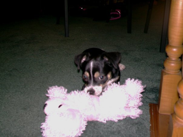 Jane Mokma's album, My puppy, Diego, and my mobile home!