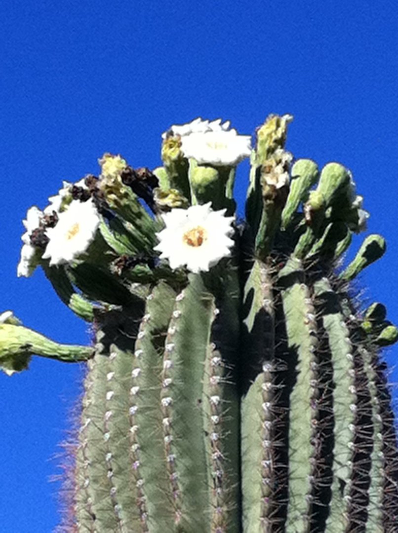 Gale Davidson's album, Mobile Uploads