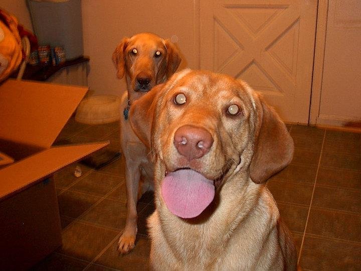 Tim Gustafson's album, Dogs