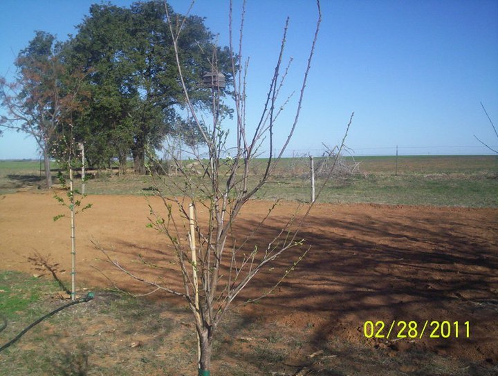 Sandy Shodeen's album, Garden Party for 2011 (Feb-Mar)