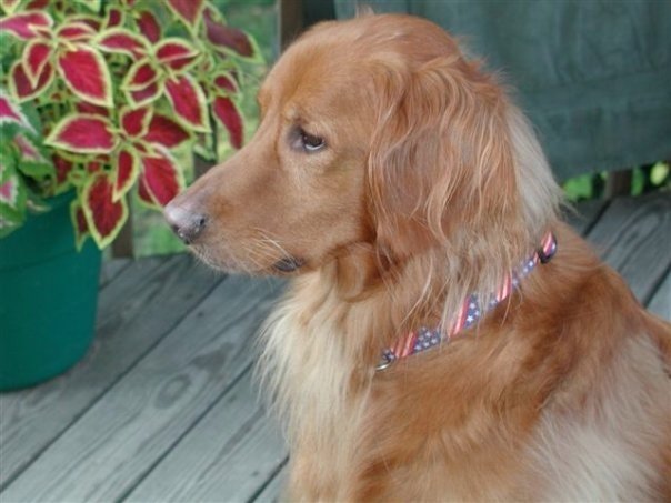 William Patterson's album, Profile Pictures