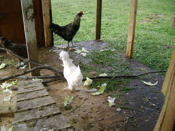 Jeff Varney's album, Chickens 11/2009
