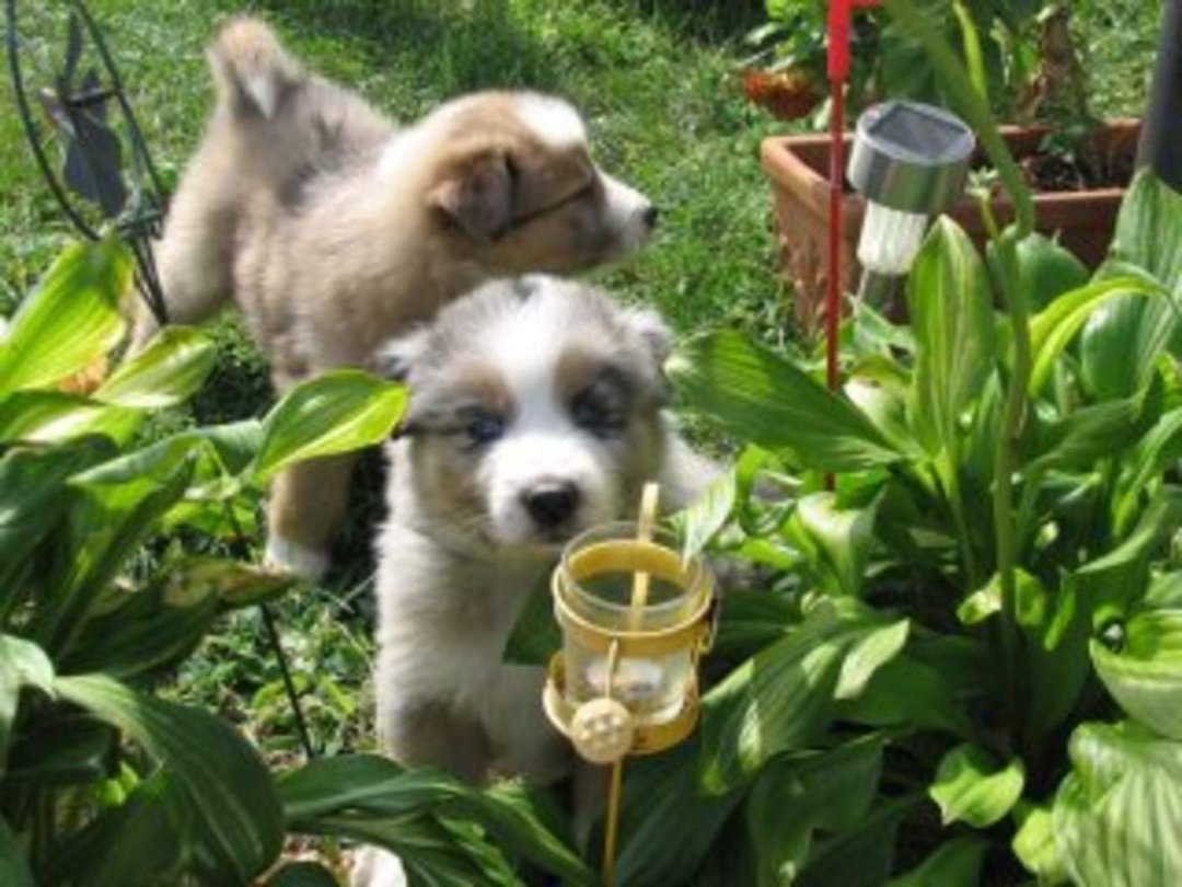Jenny Marshall's album, Aussies Puppies