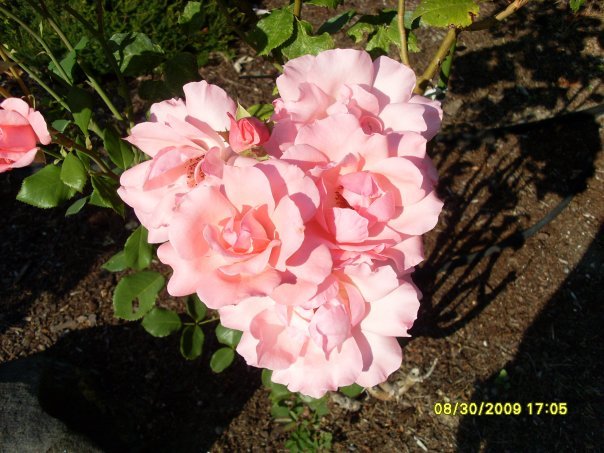 Sandy Adamski's album, Pretty Flowers