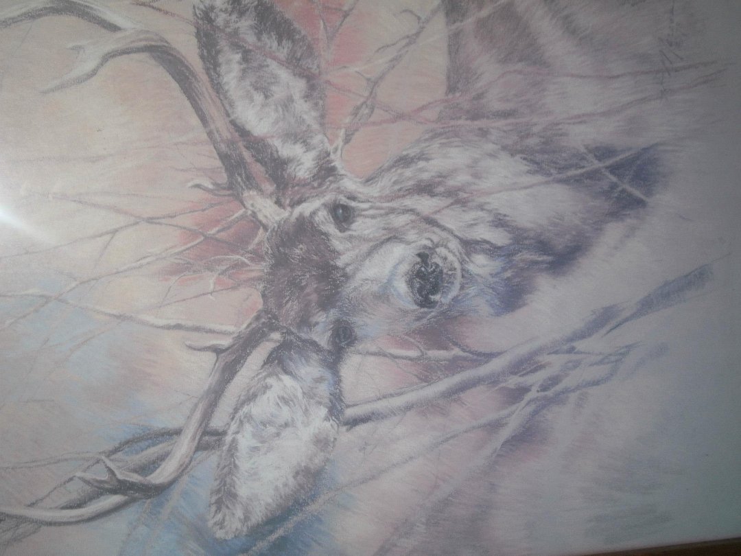 lisa cameron's album, Untitled Album