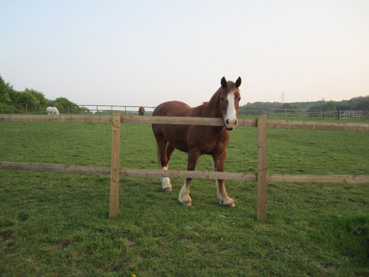 Catherine Phillips' album, Horses