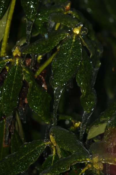 James Wicker's album, Christmas Ice Storm 2009