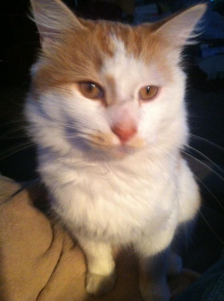 Sylva Smith's album, iOS Photos