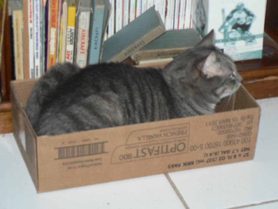 Peter Hibbard's album, Our Cats