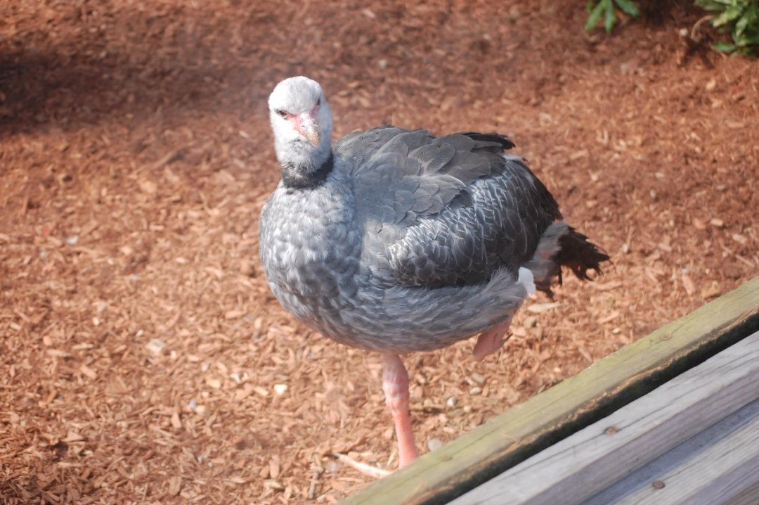 Chris Dix's album, Capron Park Zoo