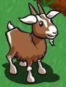 Bob Bliss' album, farmville animals Photos