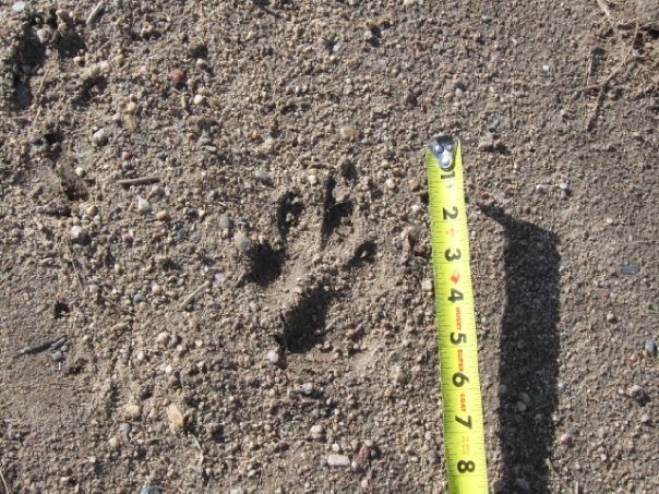 Ryan Chaney's album, Lion Tracks