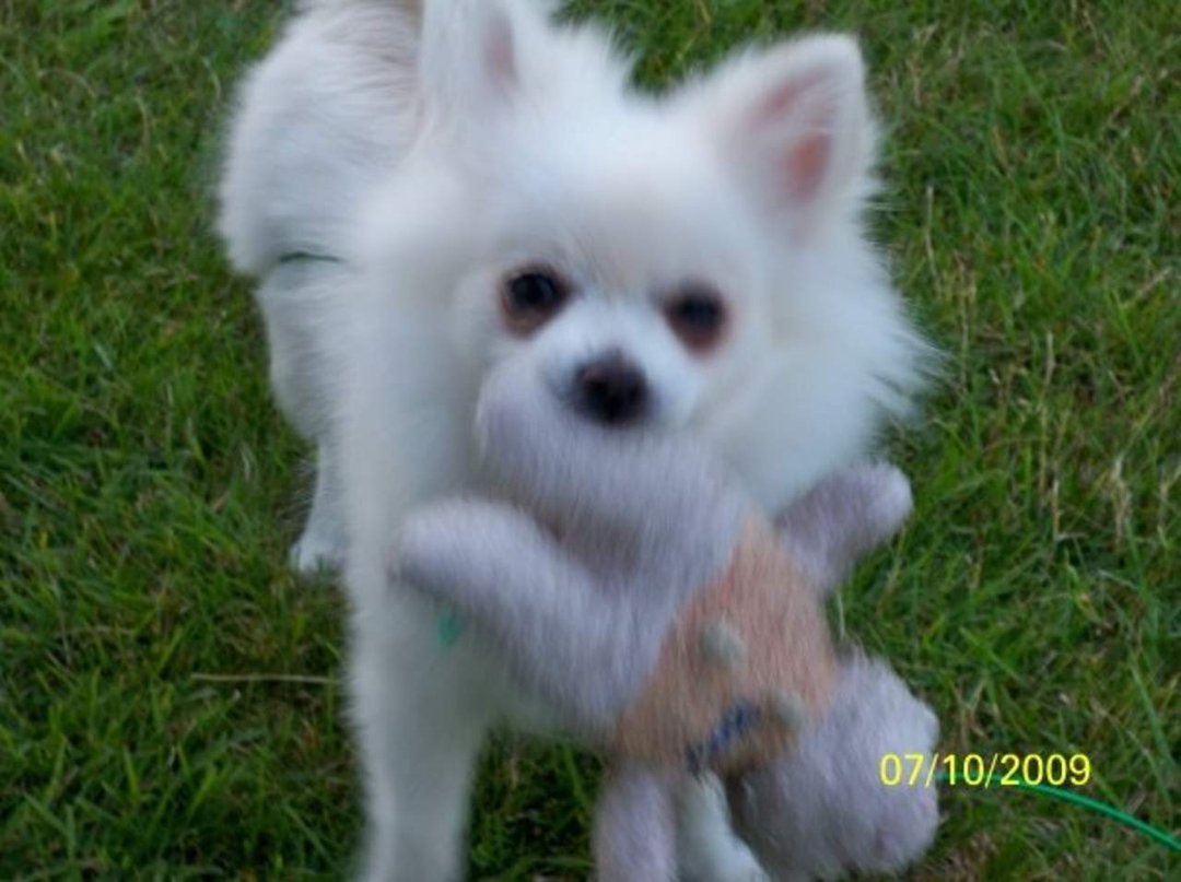 Ruth Masters' album, Pets